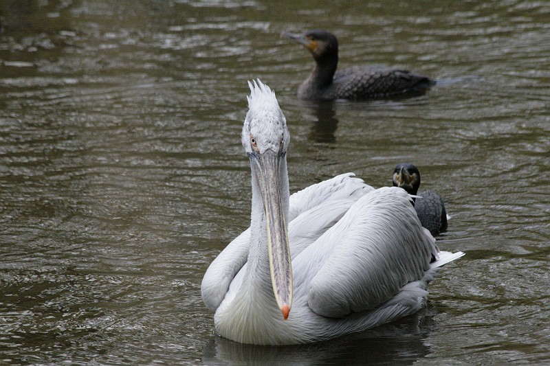 Fotoclubje Blijdorp 2008-103.jpg